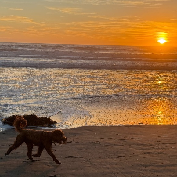 Meet your Posher, Lanee. 🌞

🐶🐾Sorry but My pup is NOT available 🤣She’s our kid - Picture 8 of 17